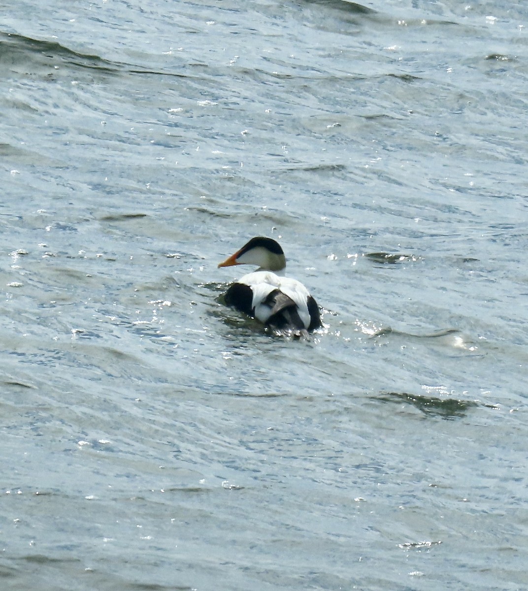 Common Eider - ML620204422