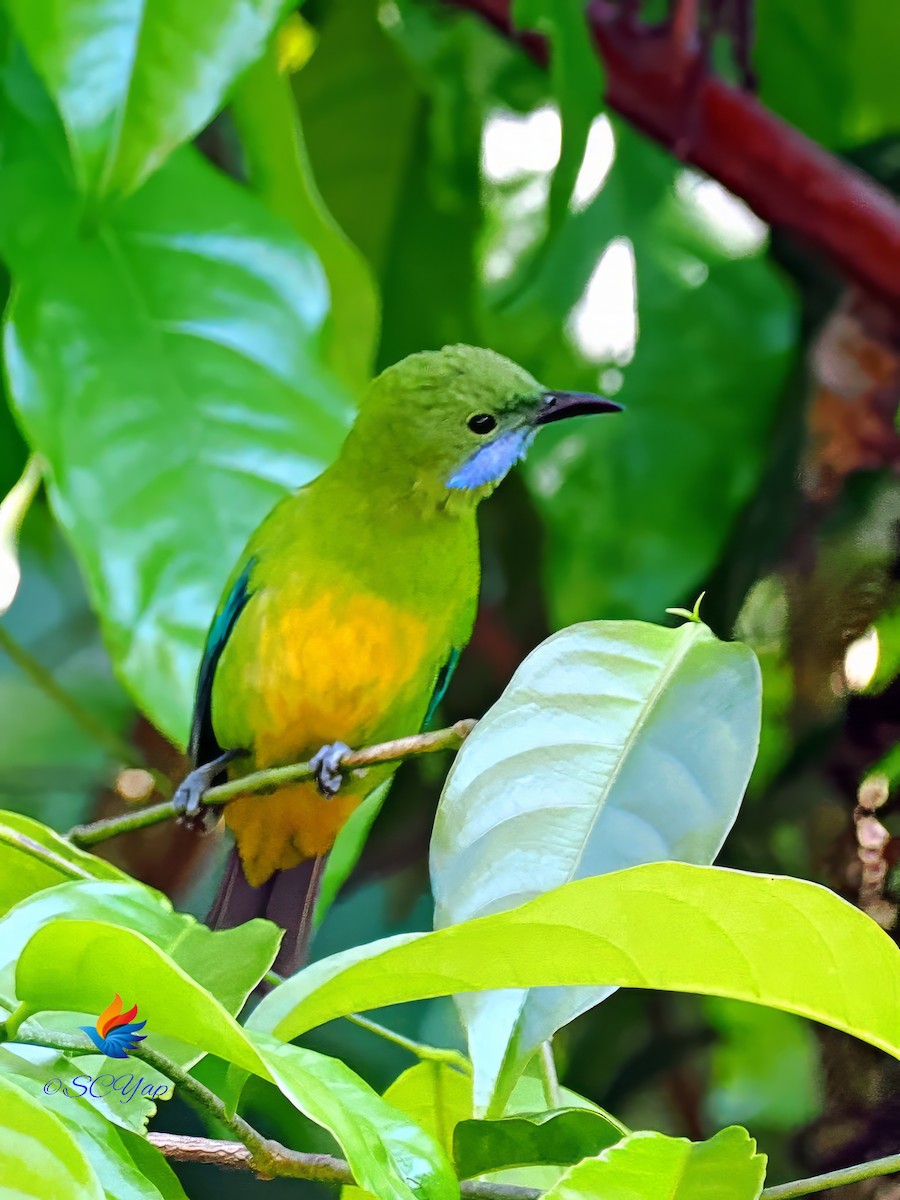Orange-bellied Leafbird - ML620204429