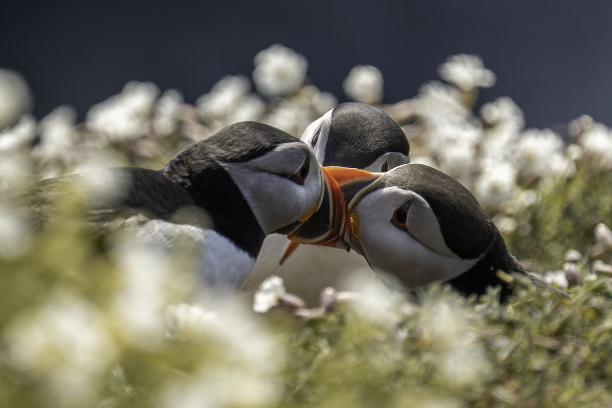 Atlantic Puffin - ML620204431