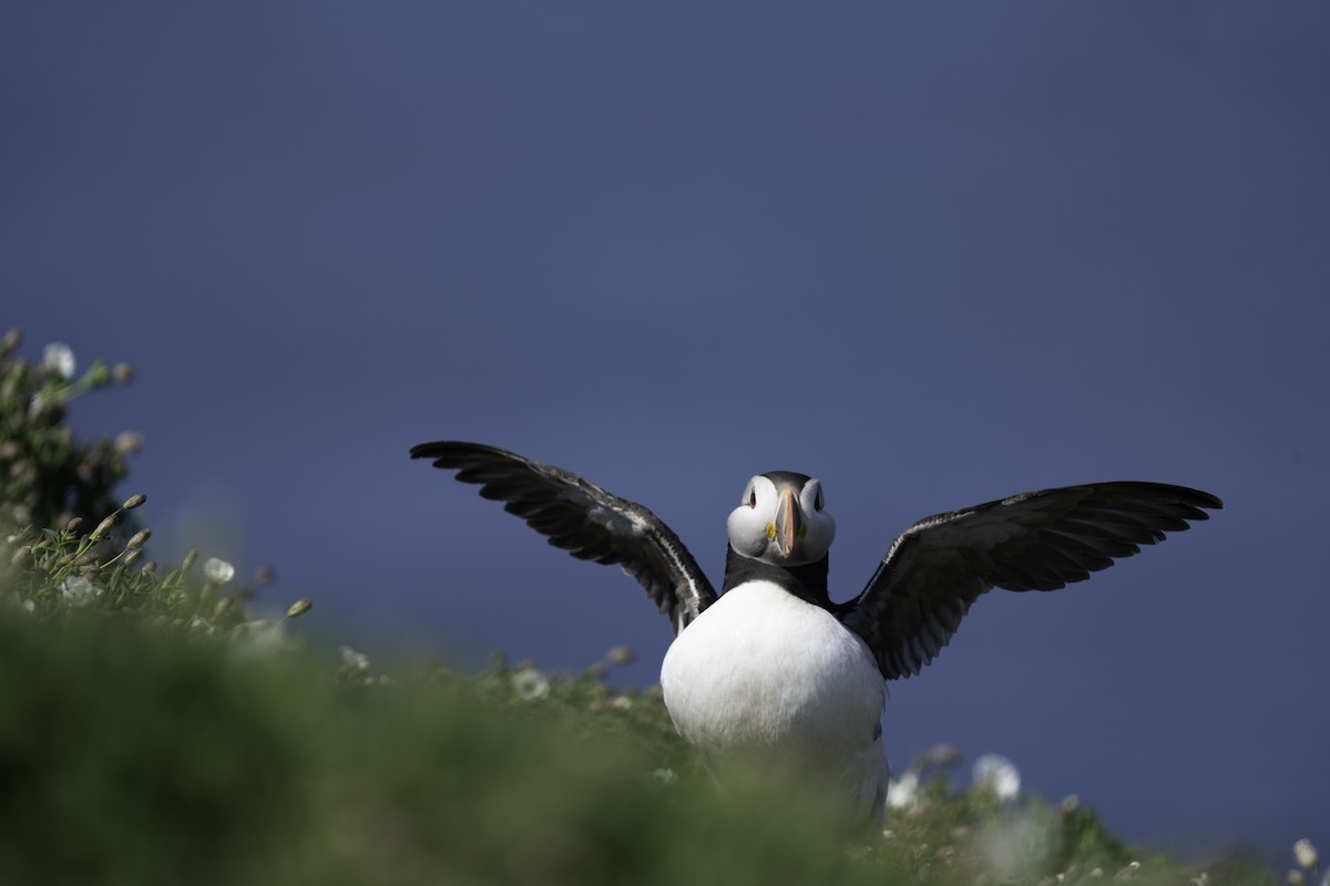 Atlantic Puffin - ML620204434