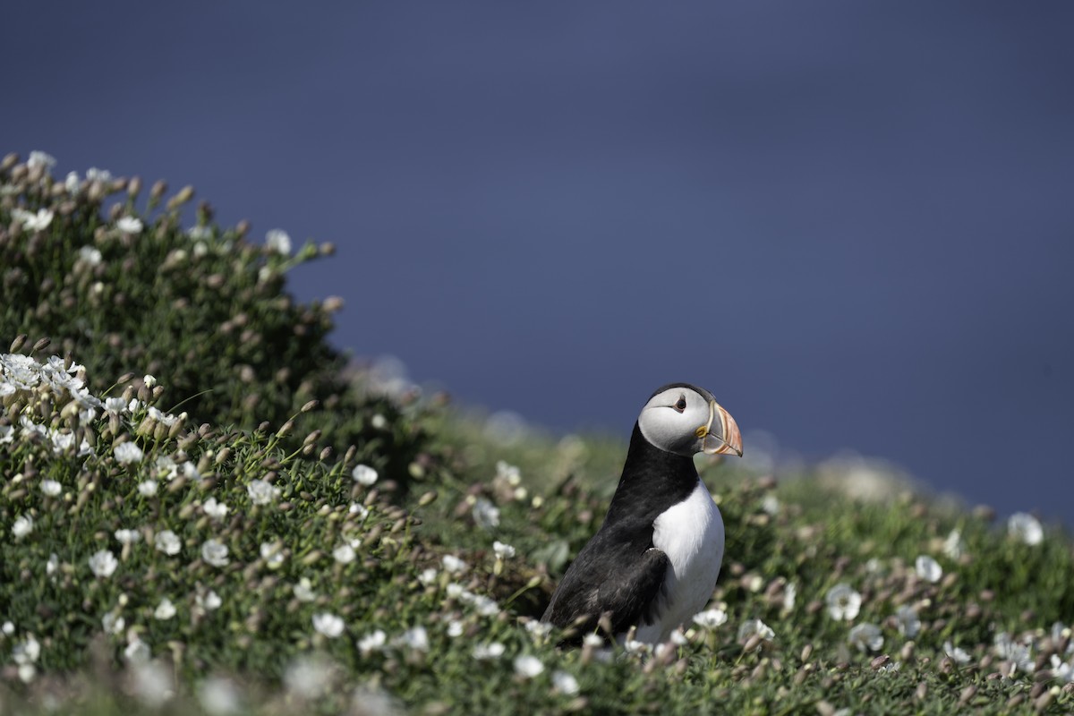 Atlantic Puffin - ML620204437