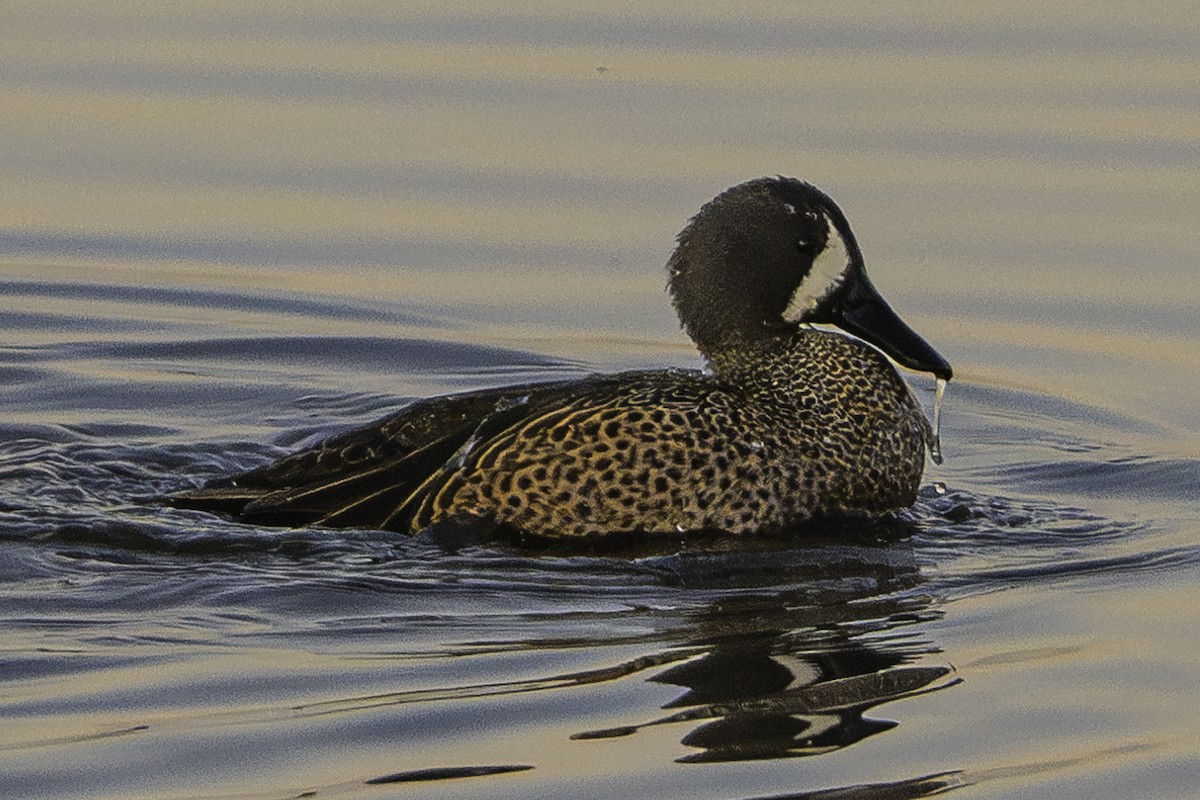 Blue-winged Teal - ML620204440
