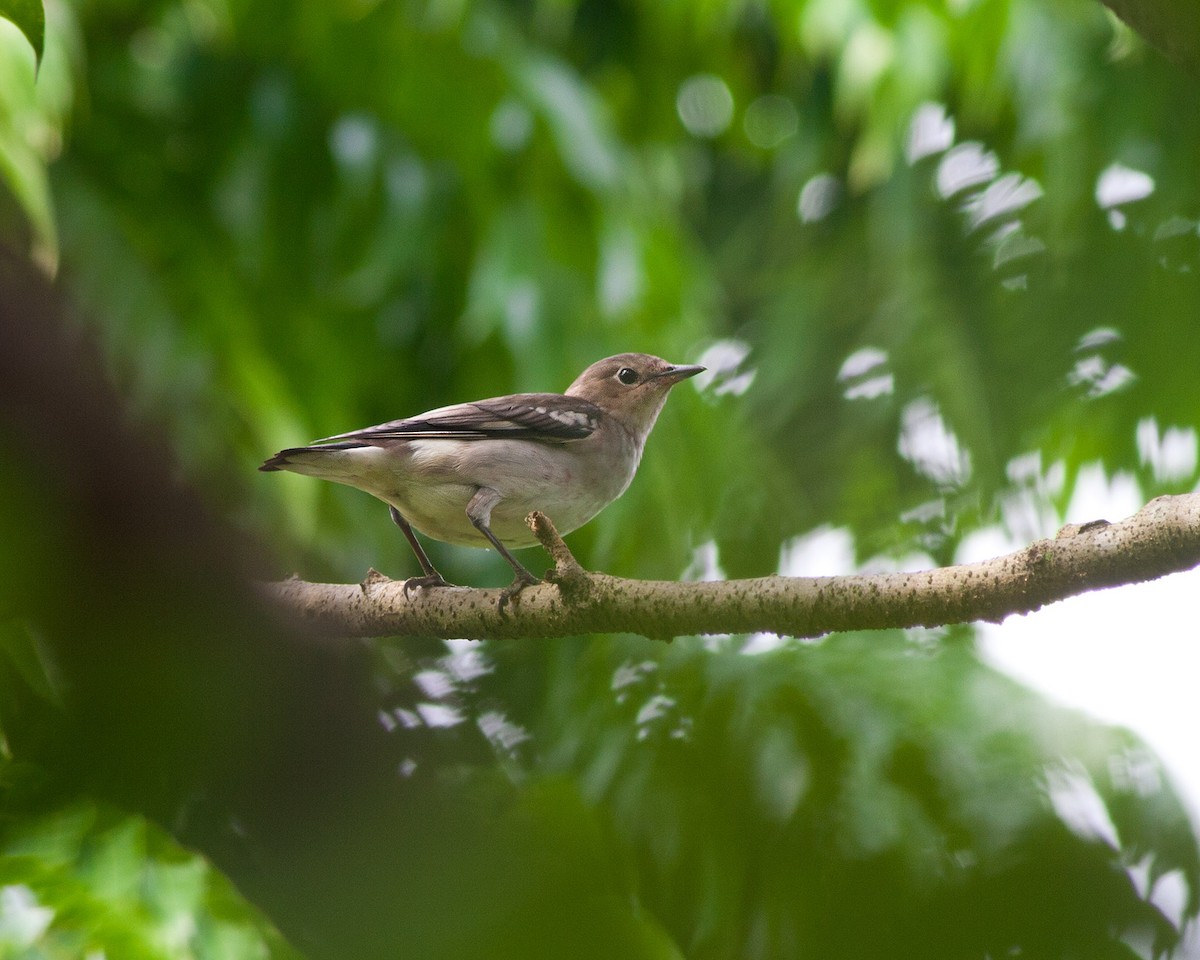 Chestnut-cheeked Starling - ML620204443