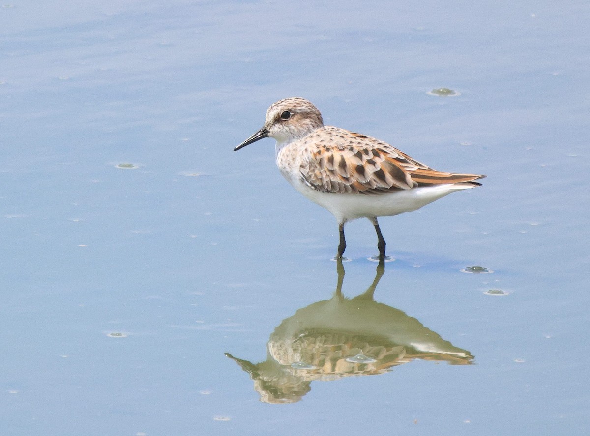 Little Stint - ML620204445