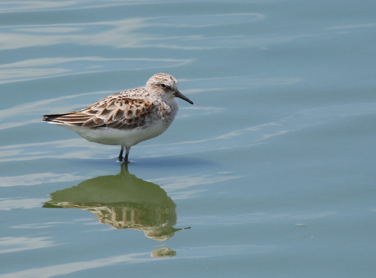 Little Stint - ML620204446