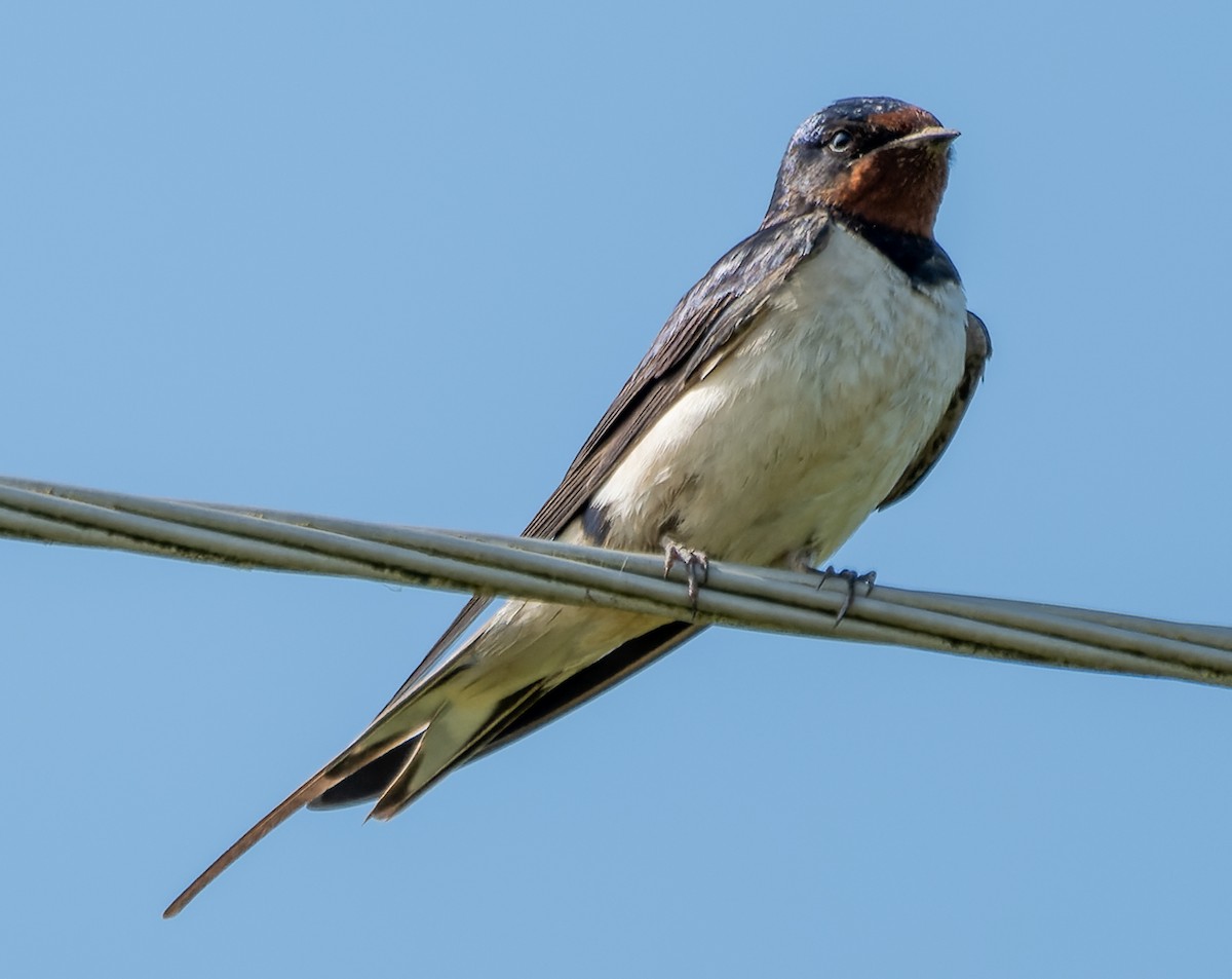 Golondrina Común - ML620204451