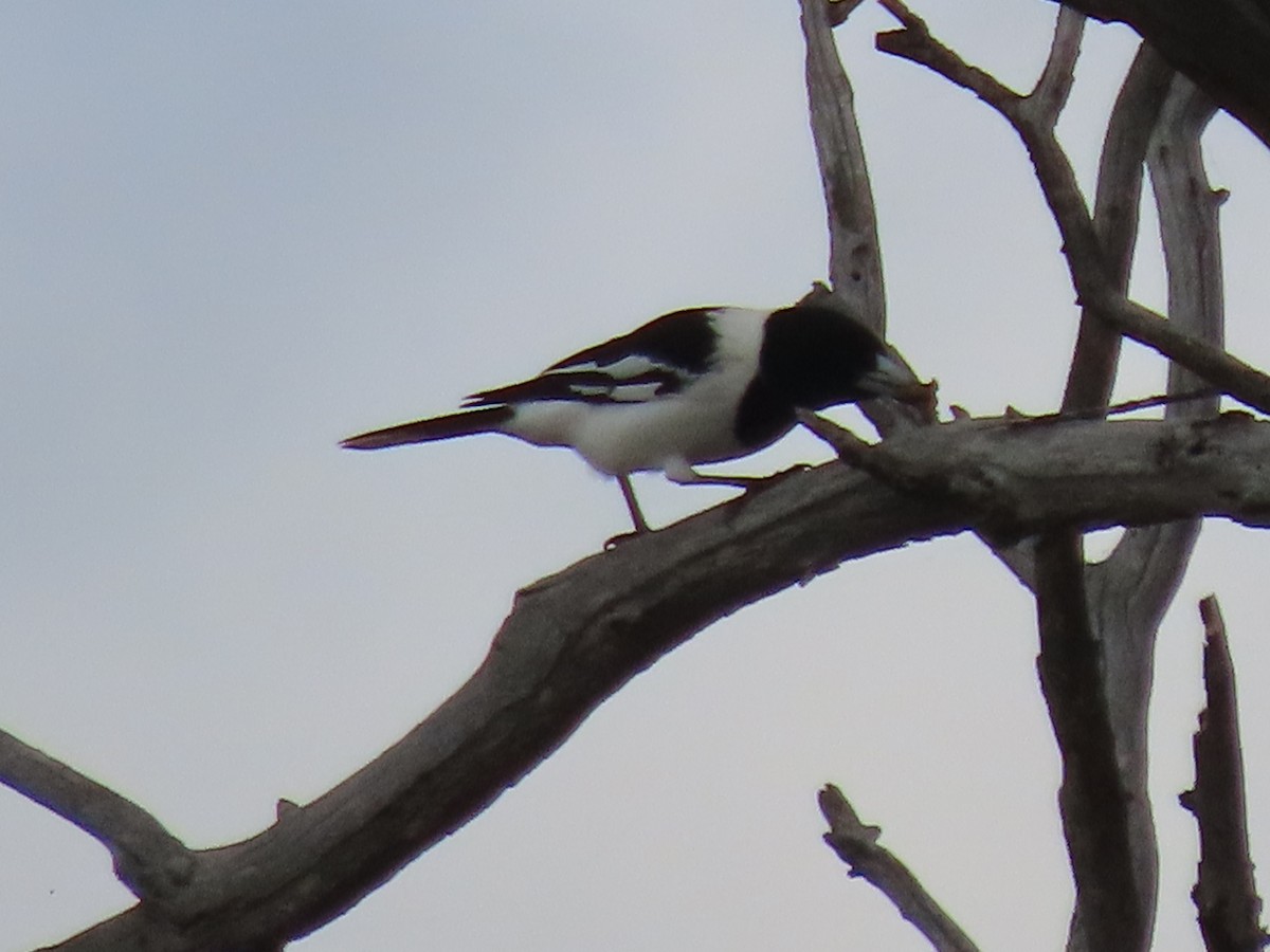 Pied Butcherbird - ML620204457