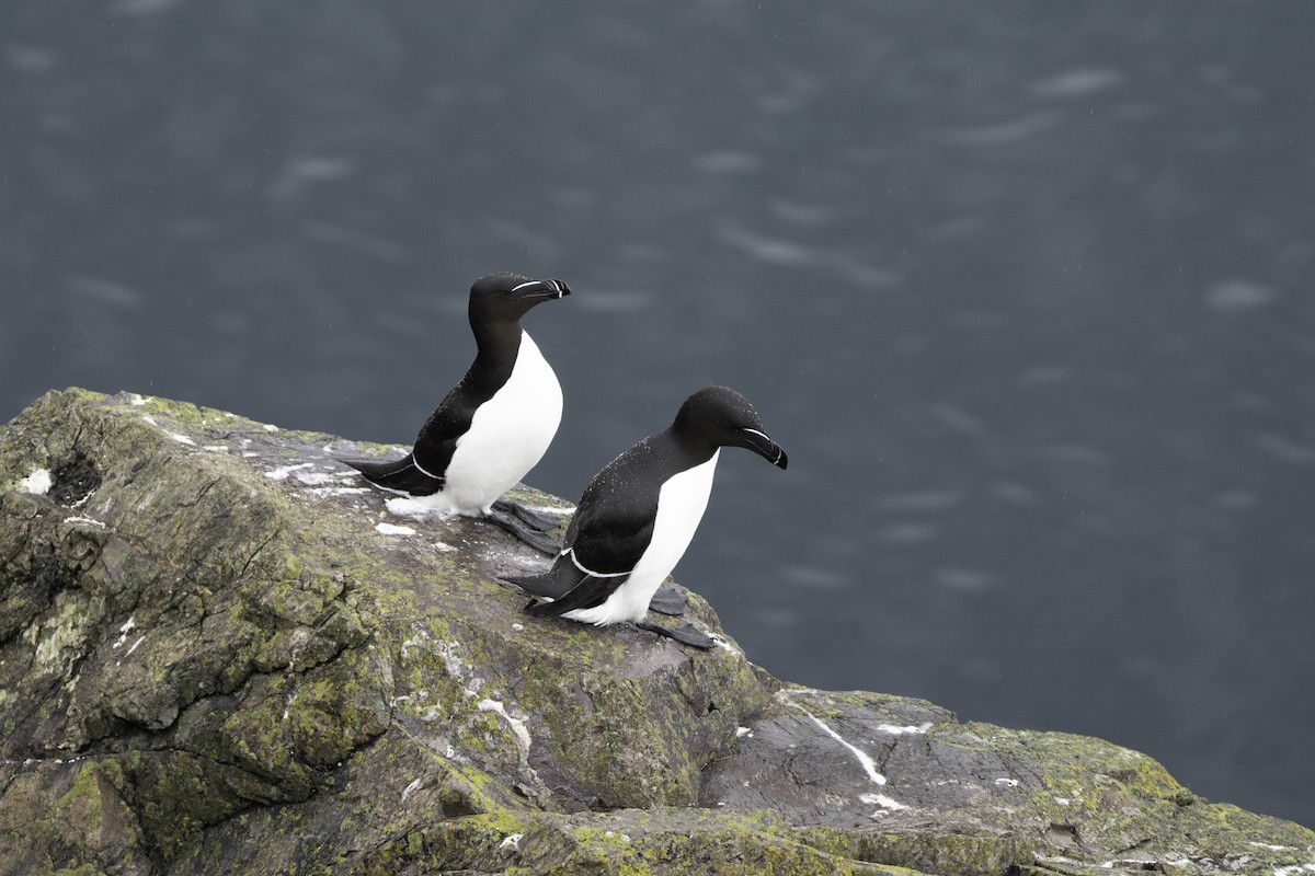 Razorbill - ML620204458