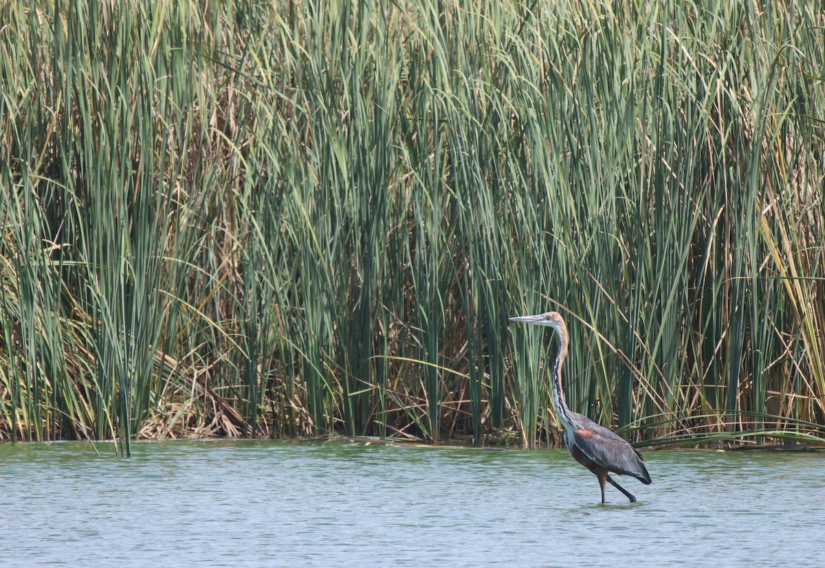 Goliath Heron - Frank Willems - Birding Zambia