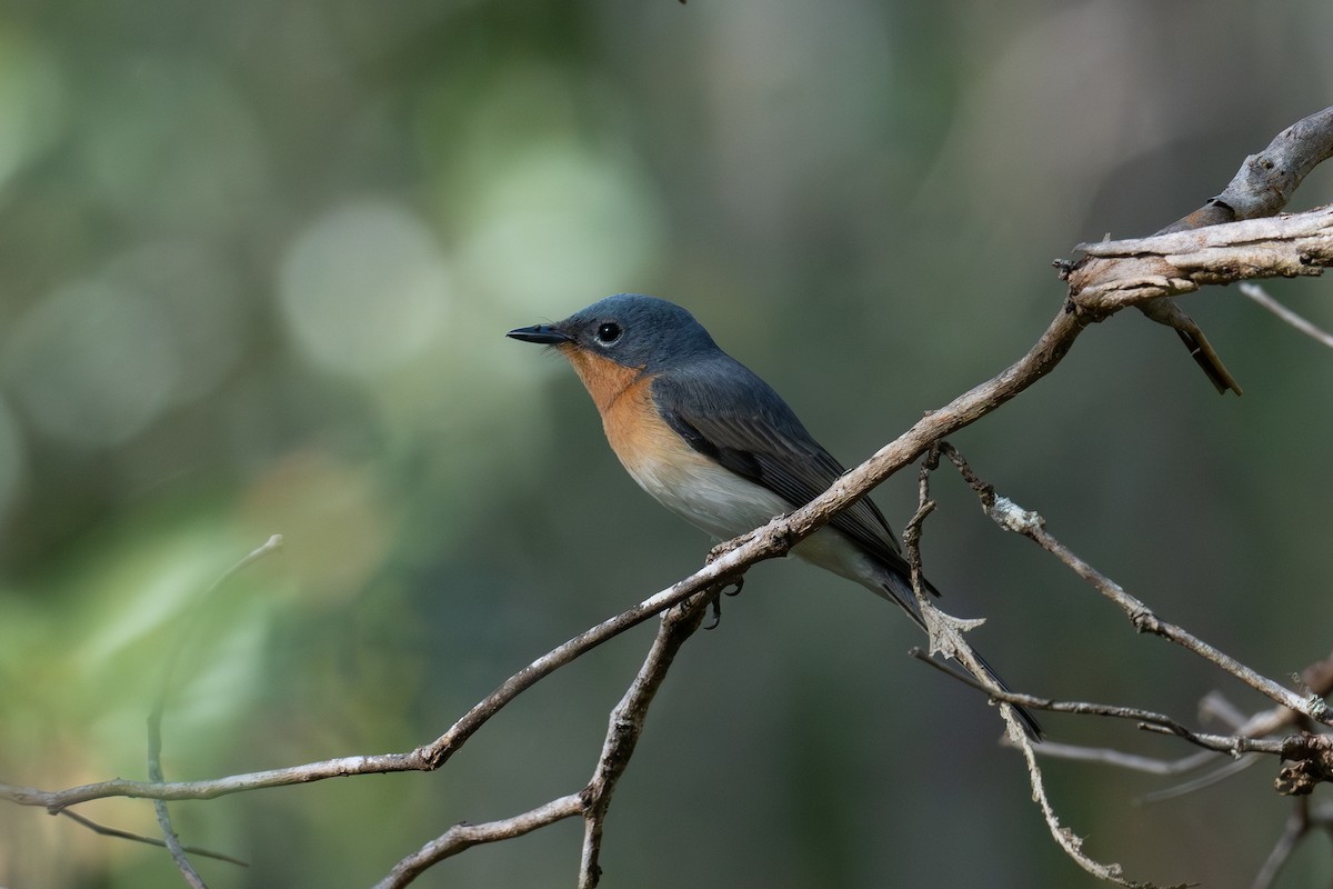 Leaden Flycatcher - ML620204461