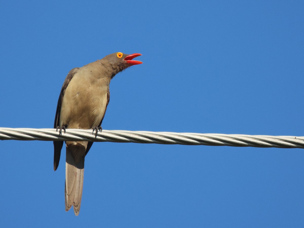 Red-billed Oxpecker - ML620204463
