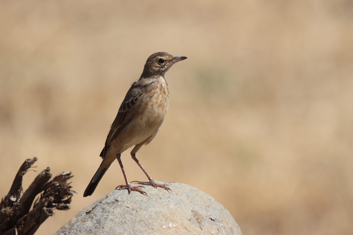 Buffy Pipit - ML620204465