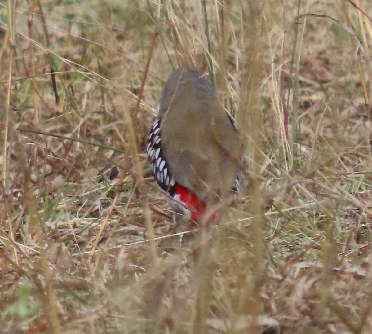 オオキンカチョウ - ML620204469