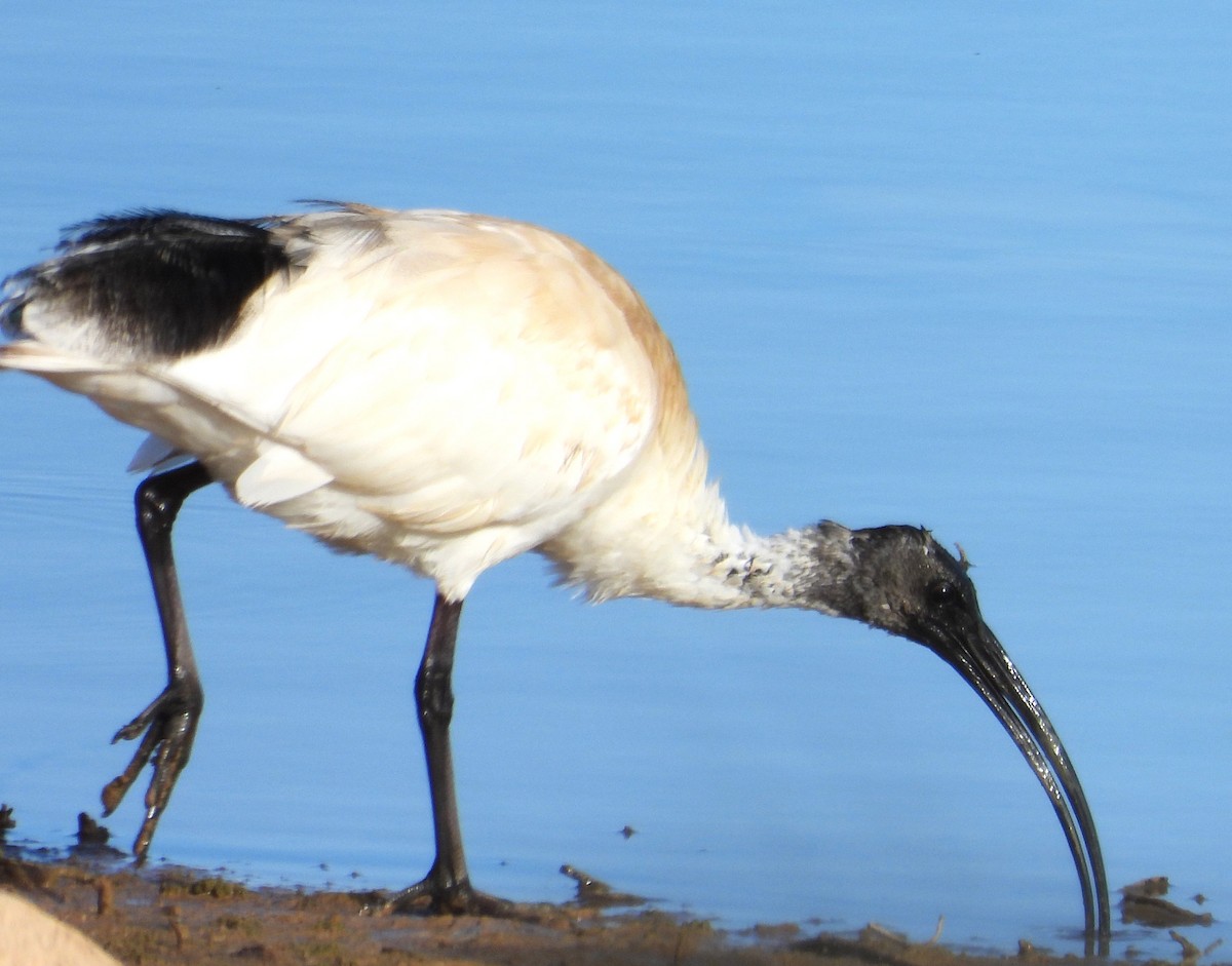 ibis australský - ML620204470