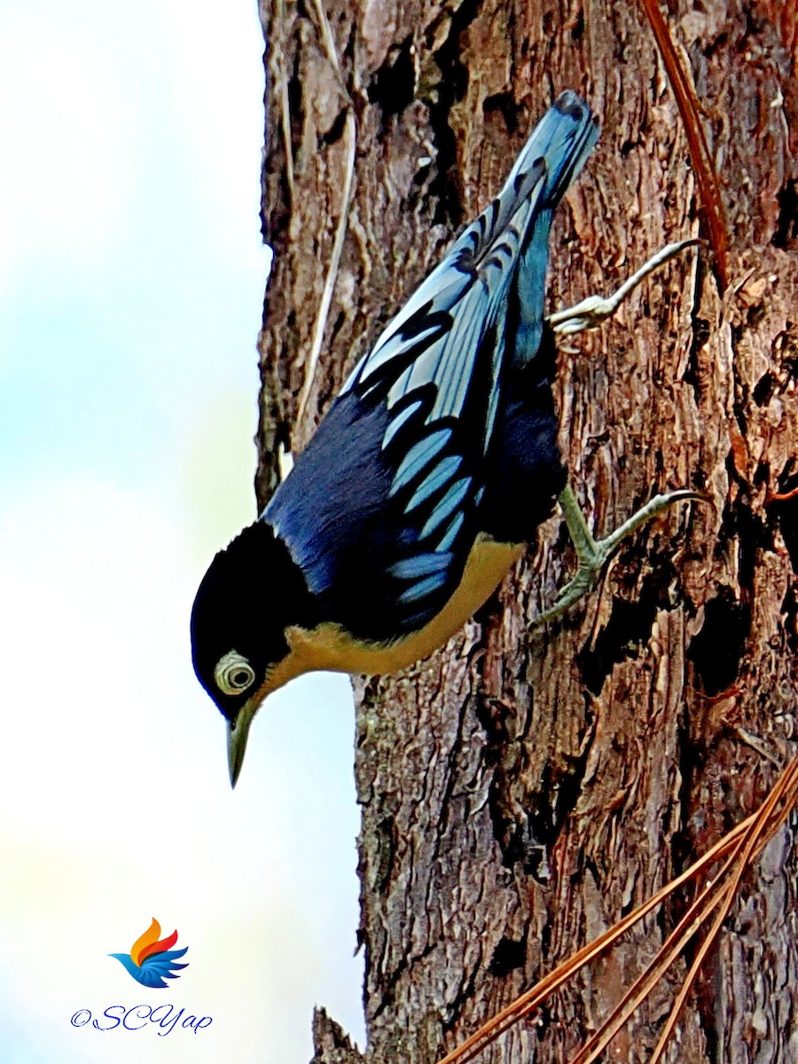 Blue Nuthatch - ML620204473