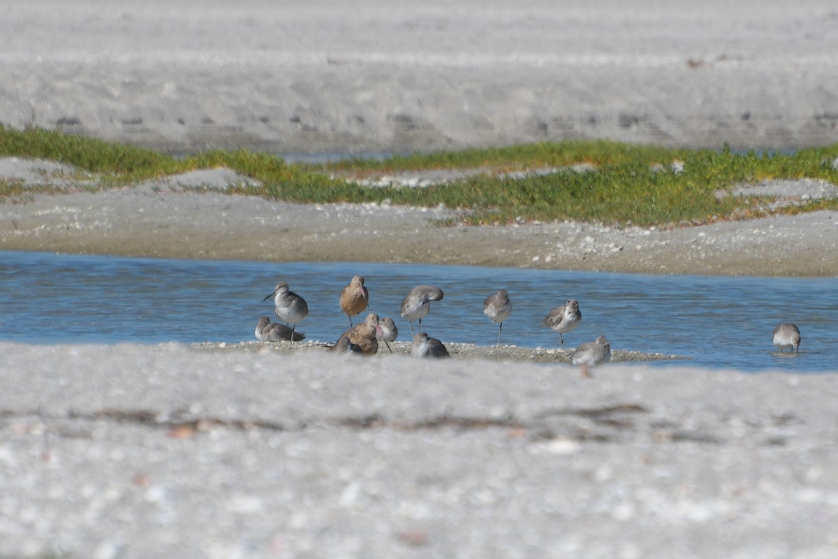 Marbled Godwit - ML620204505