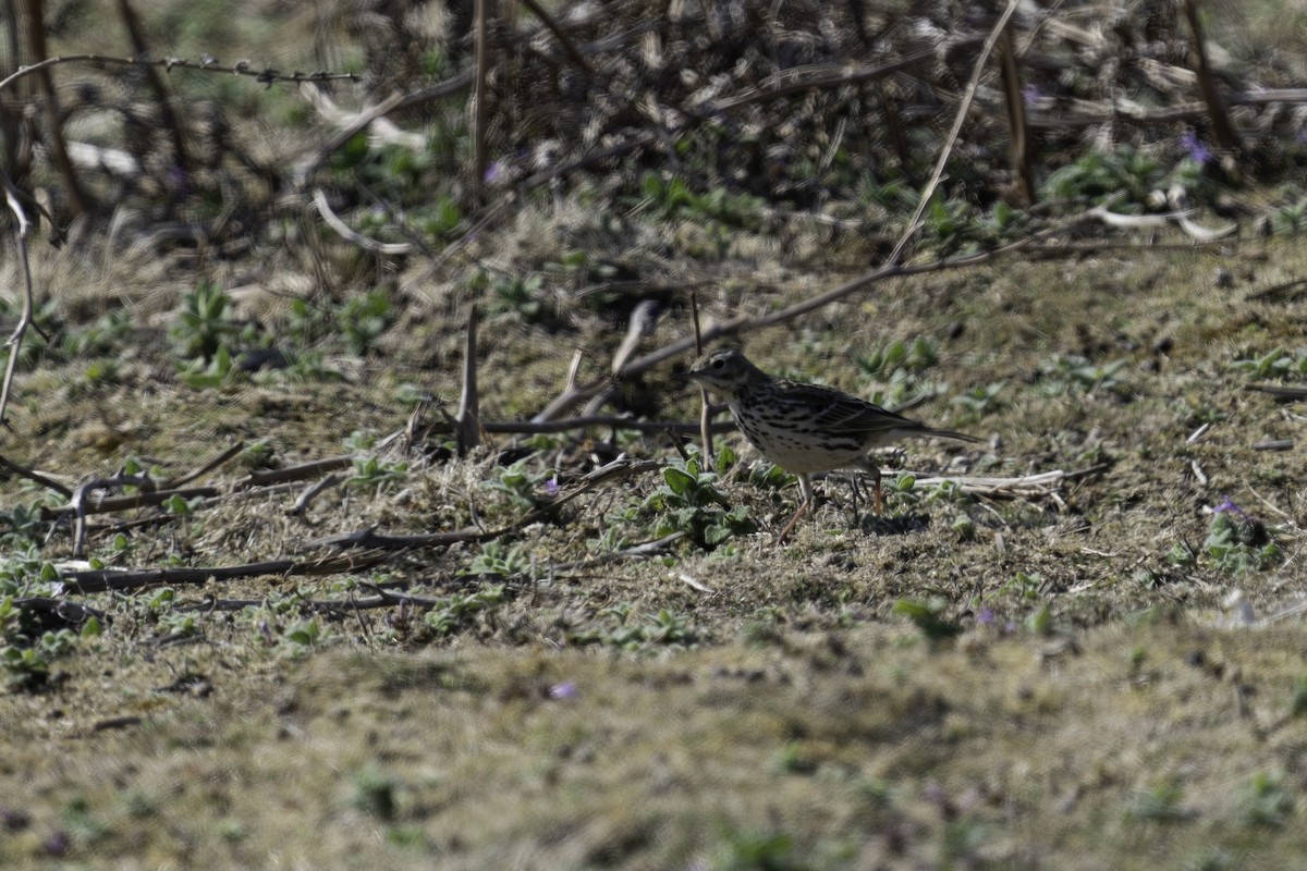 Meadow Pipit - ML620204510