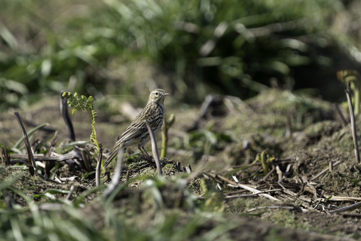 Meadow Pipit - ML620204511