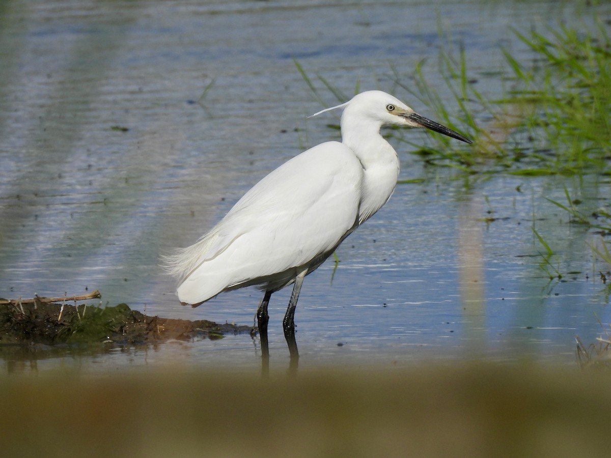 Little Egret - ML620204513