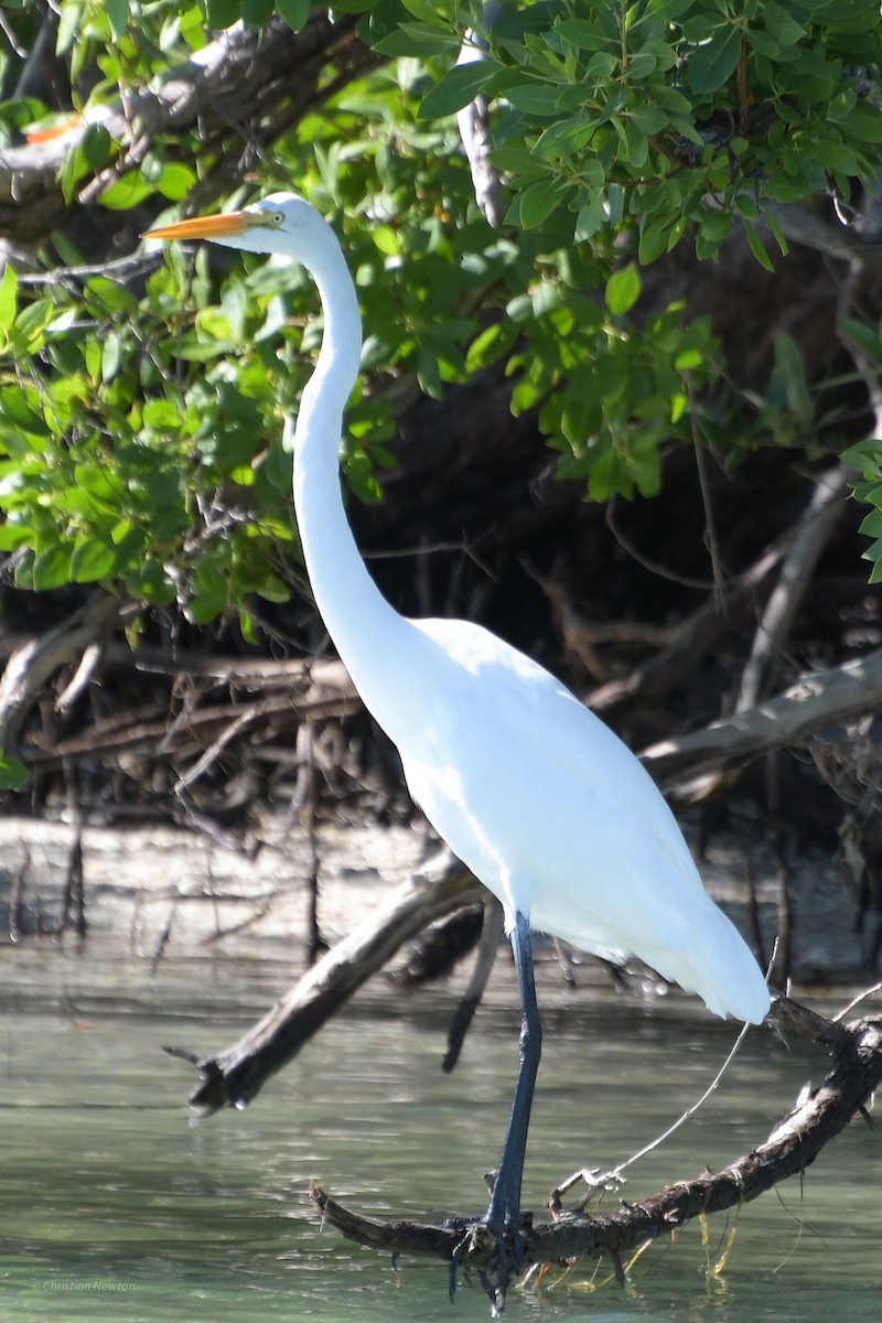 Great Egret - ML620204514