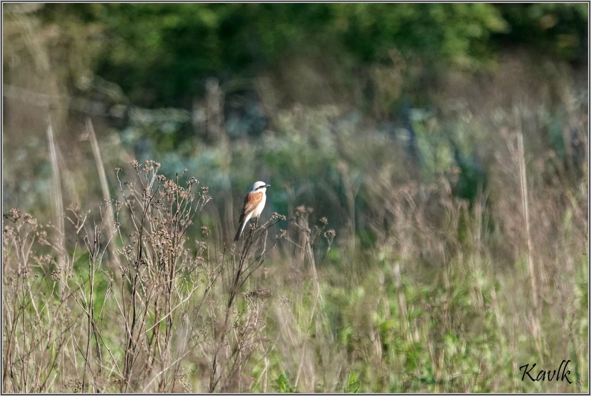 Red-backed Shrike - ML620204515