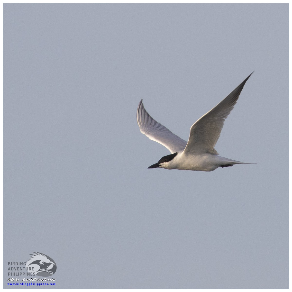 Gull-billed Tern - ML620204518