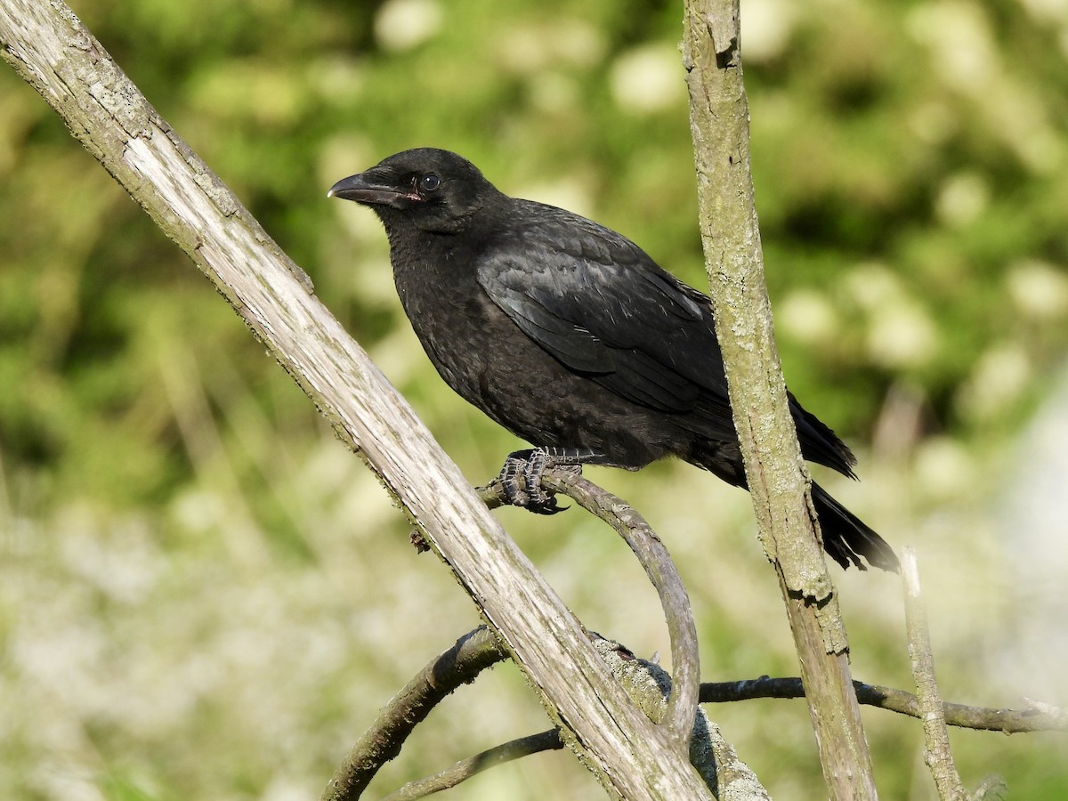 Carrion Crow - ML620204524