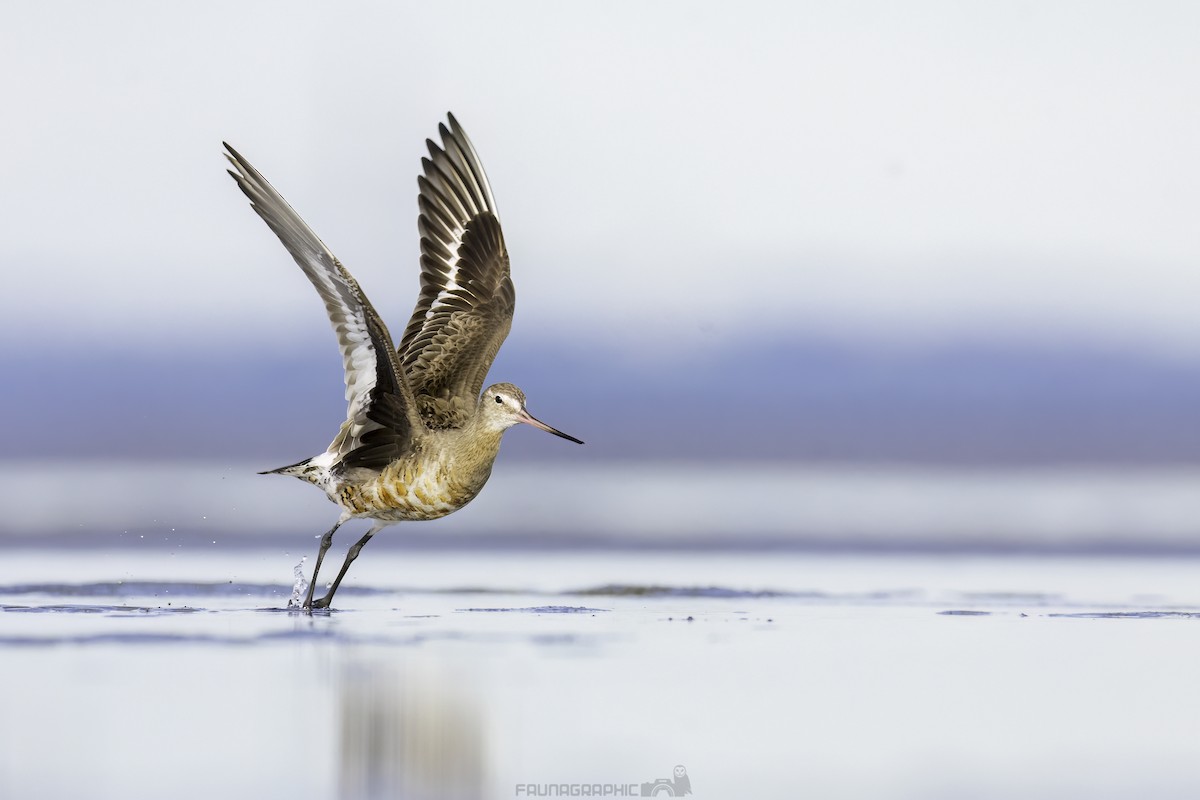 Hudsonian Godwit - ML620204528