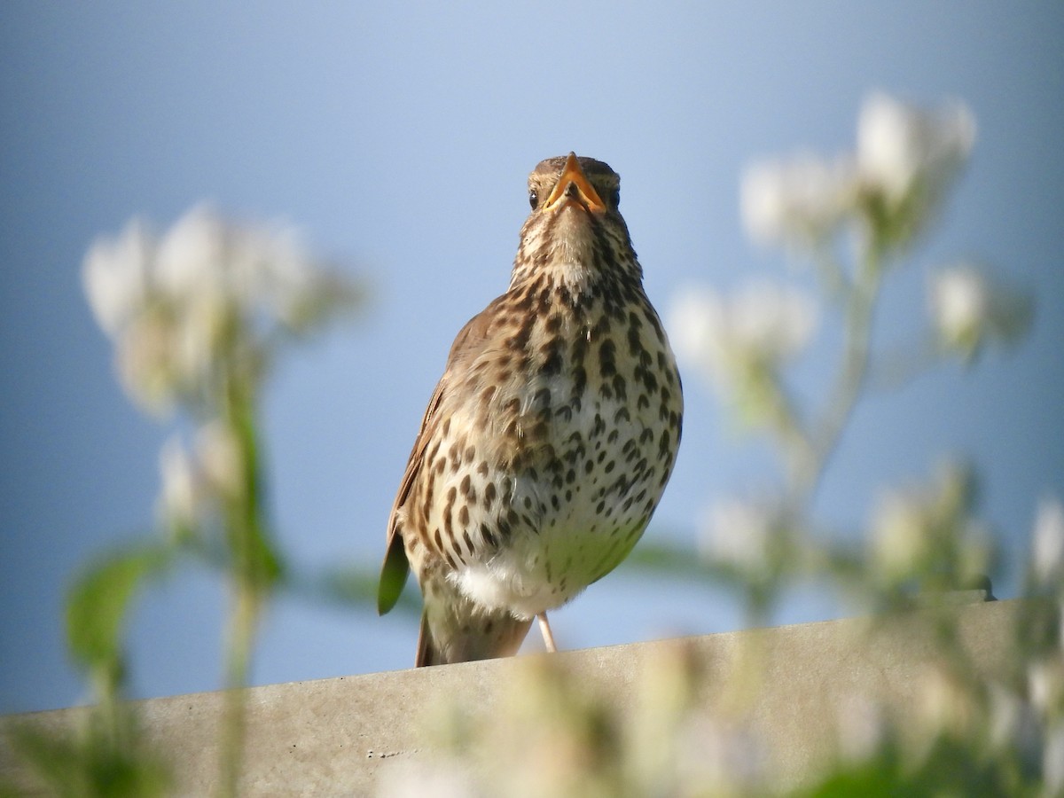 Song Thrush - ML620204530