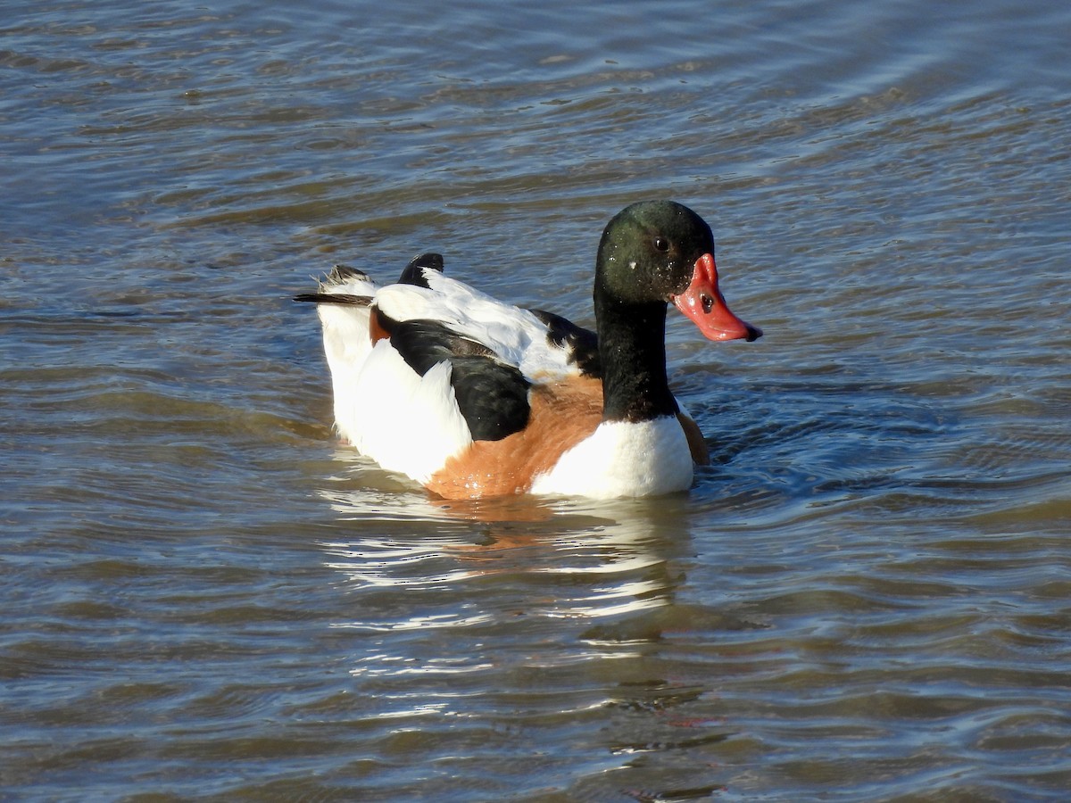 Common Shelduck - ML620204531