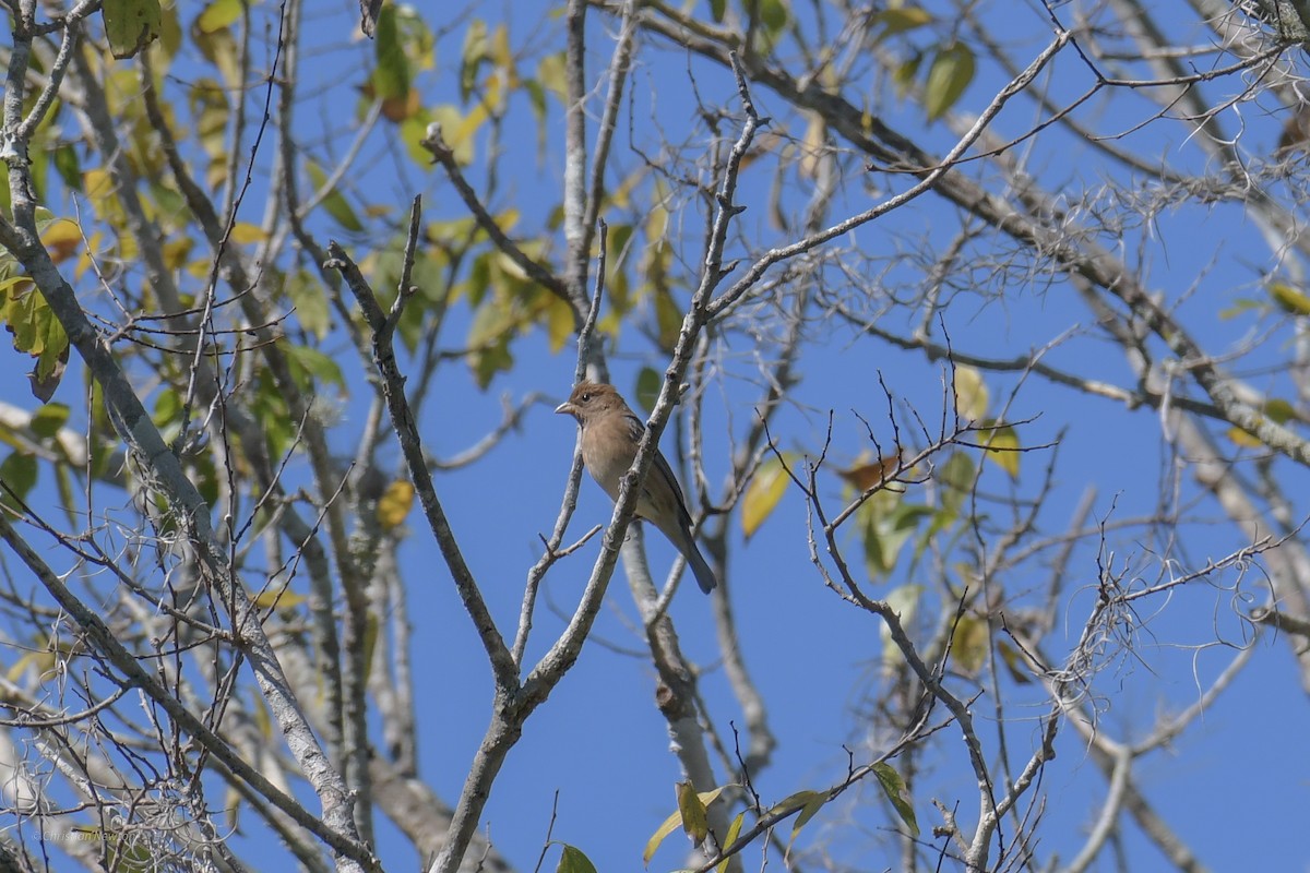 Indigo Bunting - ML620204537