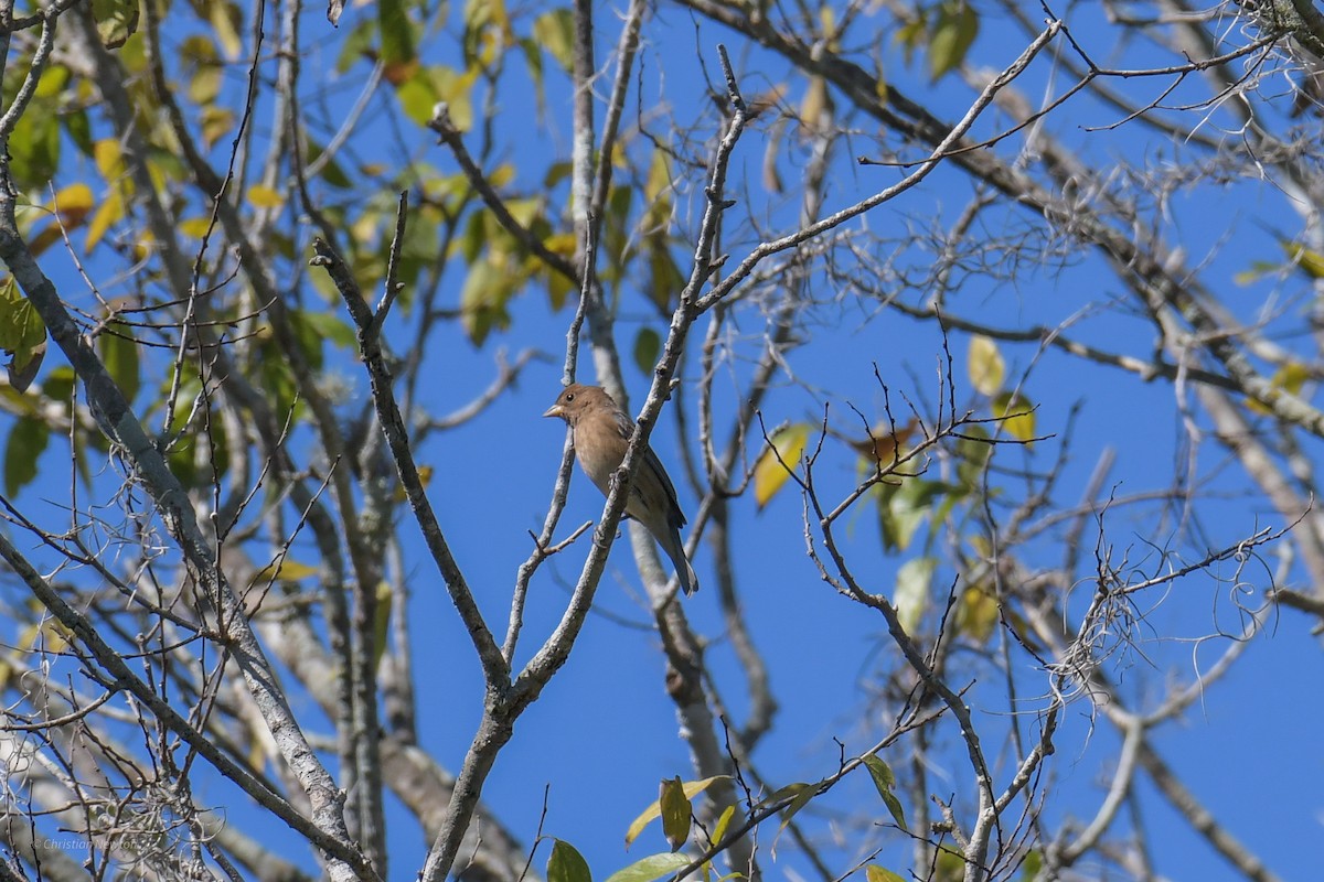 Indigo Bunting - ML620204538