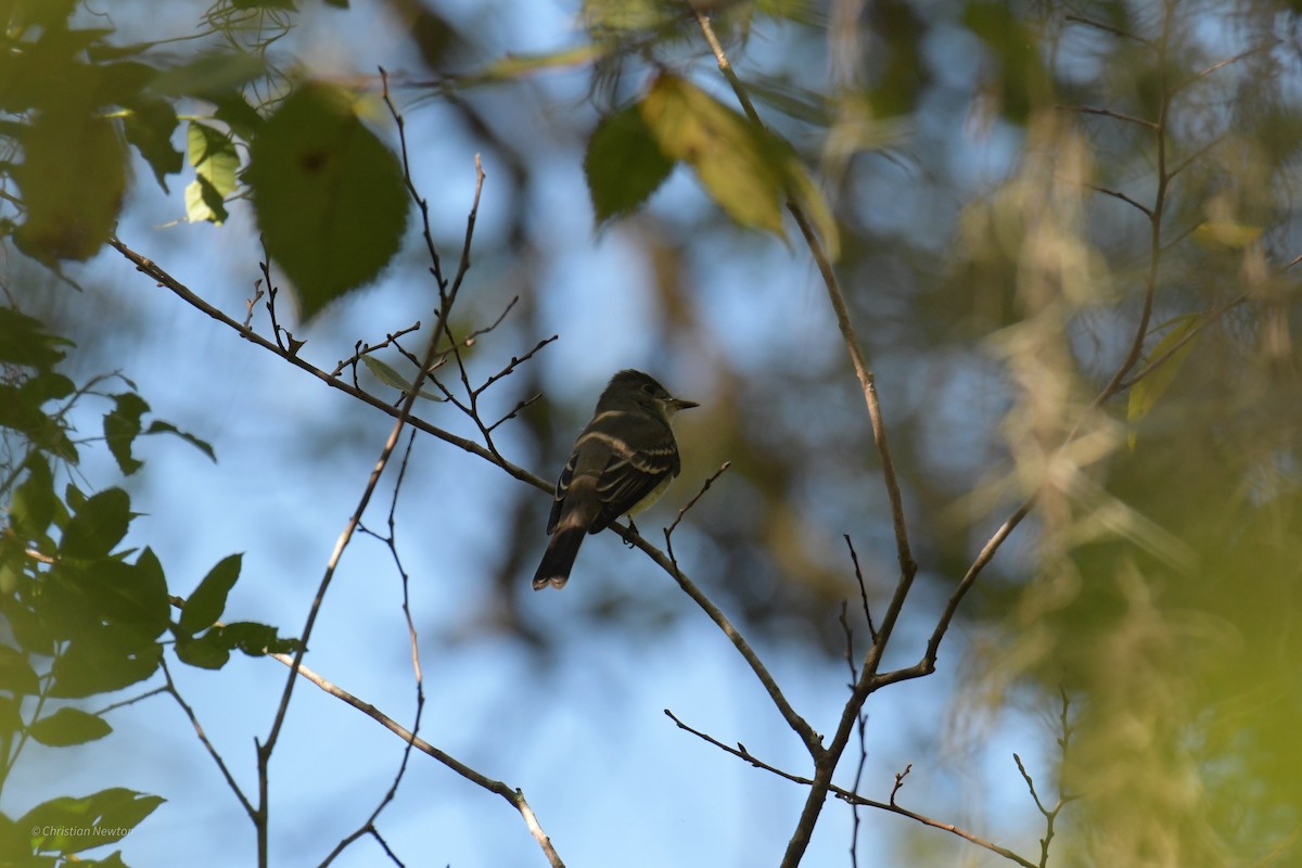 Acadian Flycatcher - ML620204547