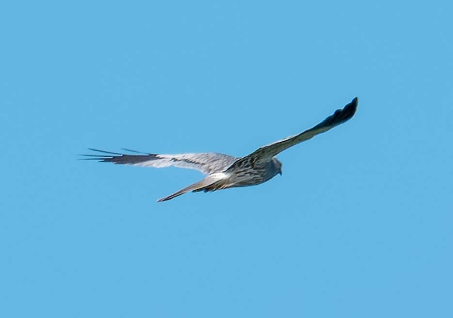 Montagu's Harrier - ML620204549