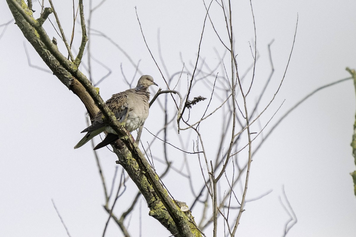 European Turtle-Dove - ML620204550