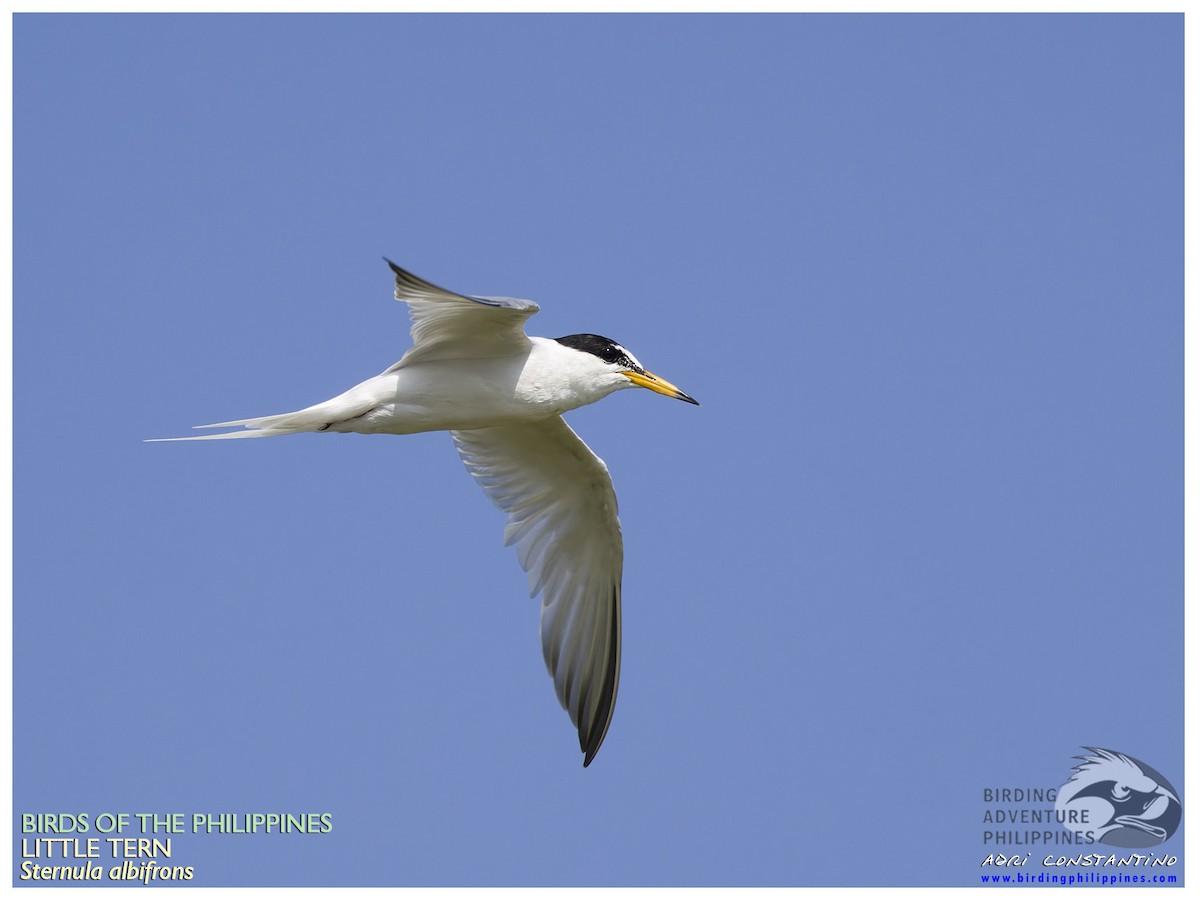 Little Tern - ML620204555