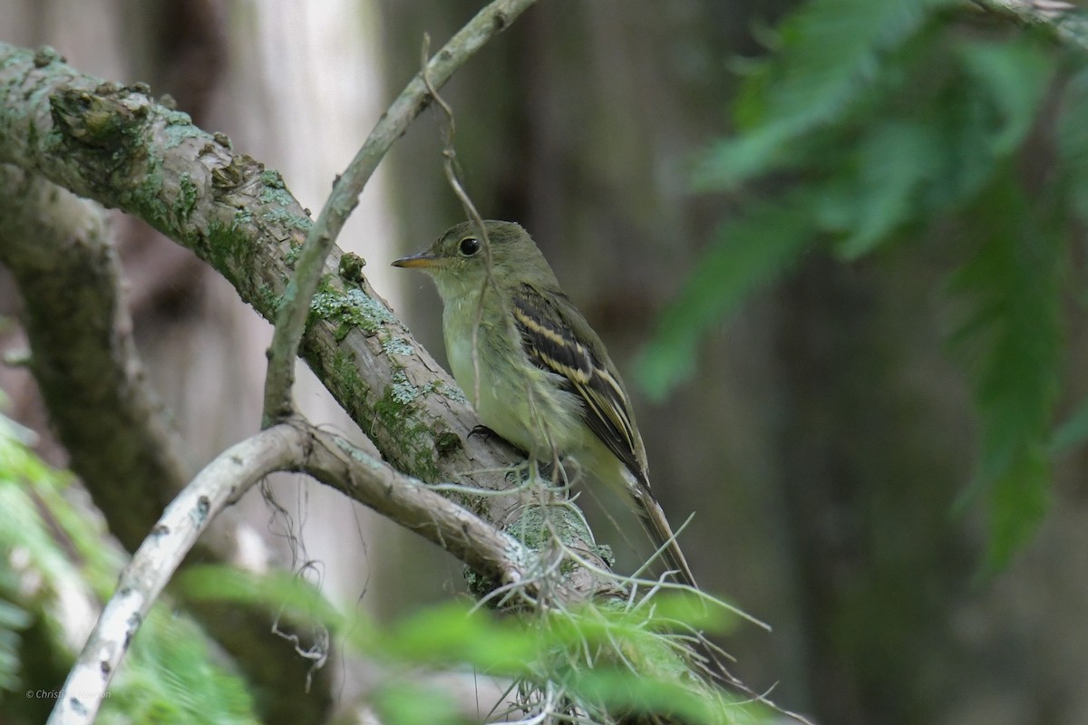 Acadian Flycatcher - ML620204559