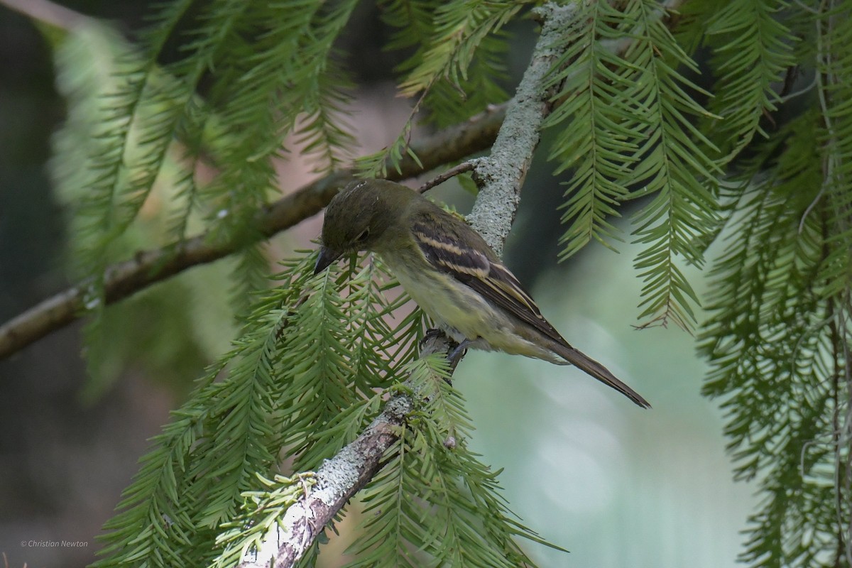 tyranovec zelenavý - ML620204560