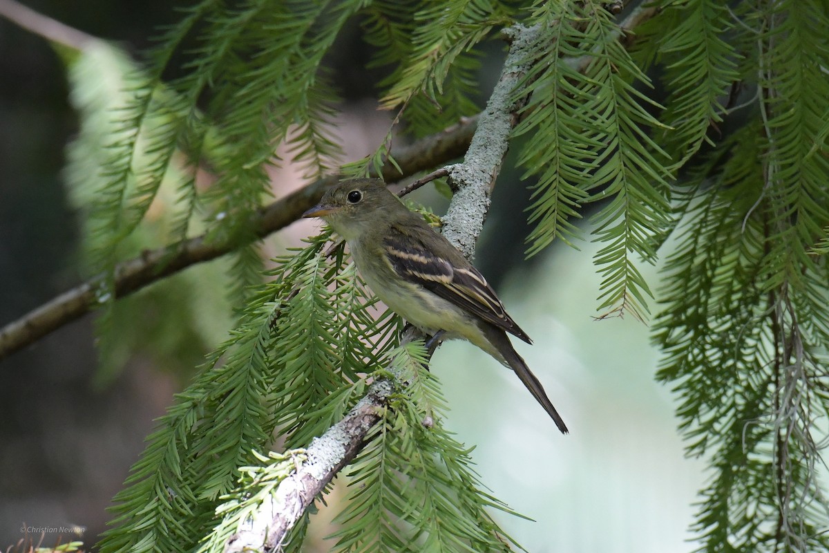 Acadian Flycatcher - ML620204561