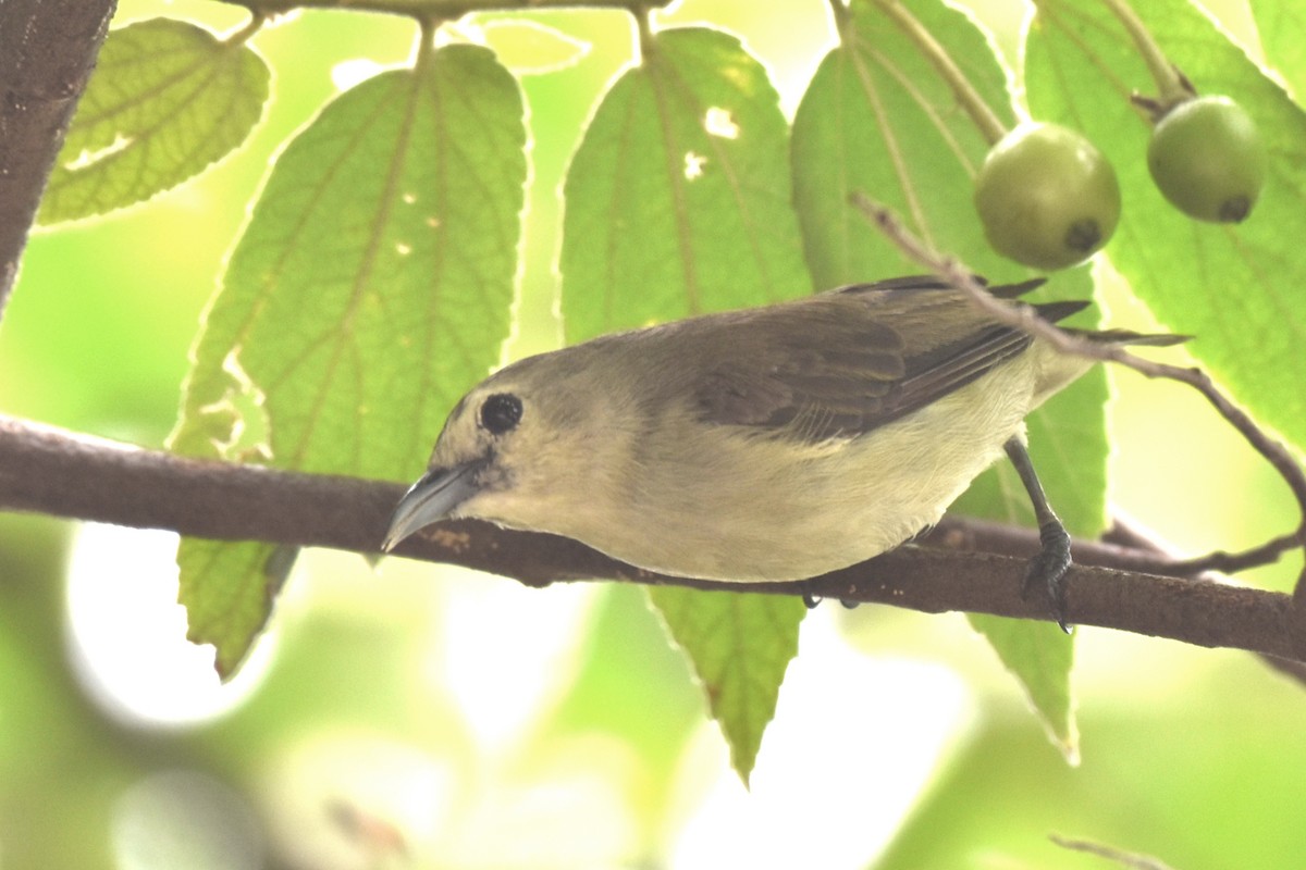 Nilgiri Flowerpecker - ML620204565