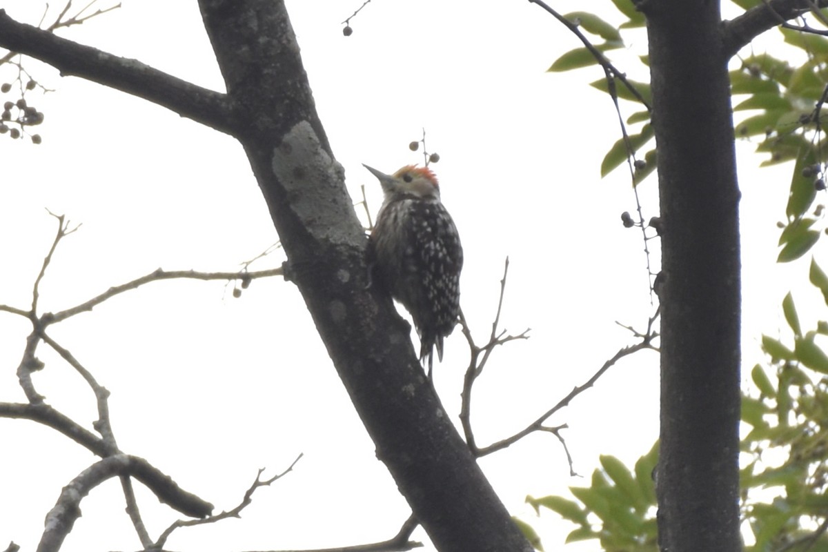 Yellow-crowned Woodpecker - ML620204569