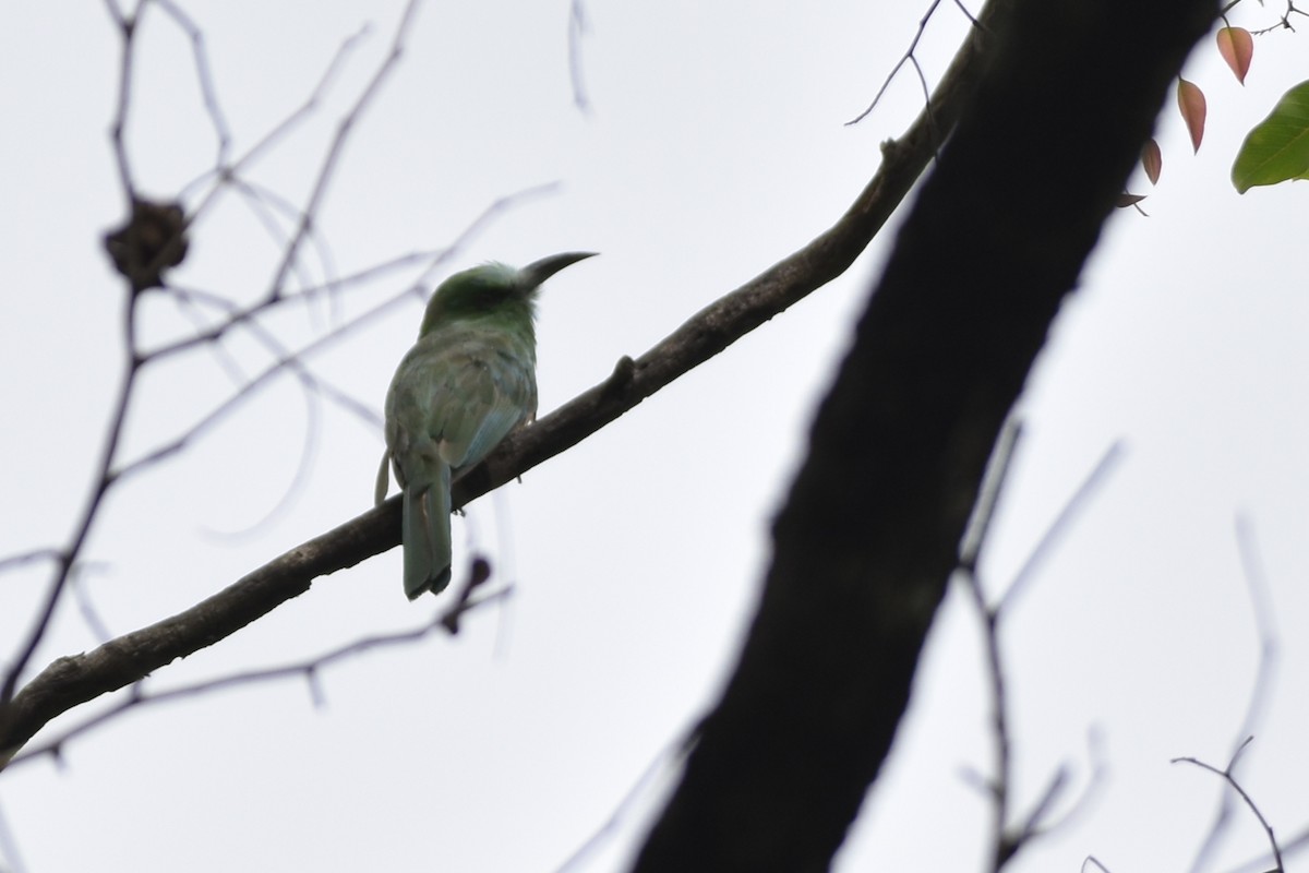 Blue-bearded Bee-eater - ML620204572