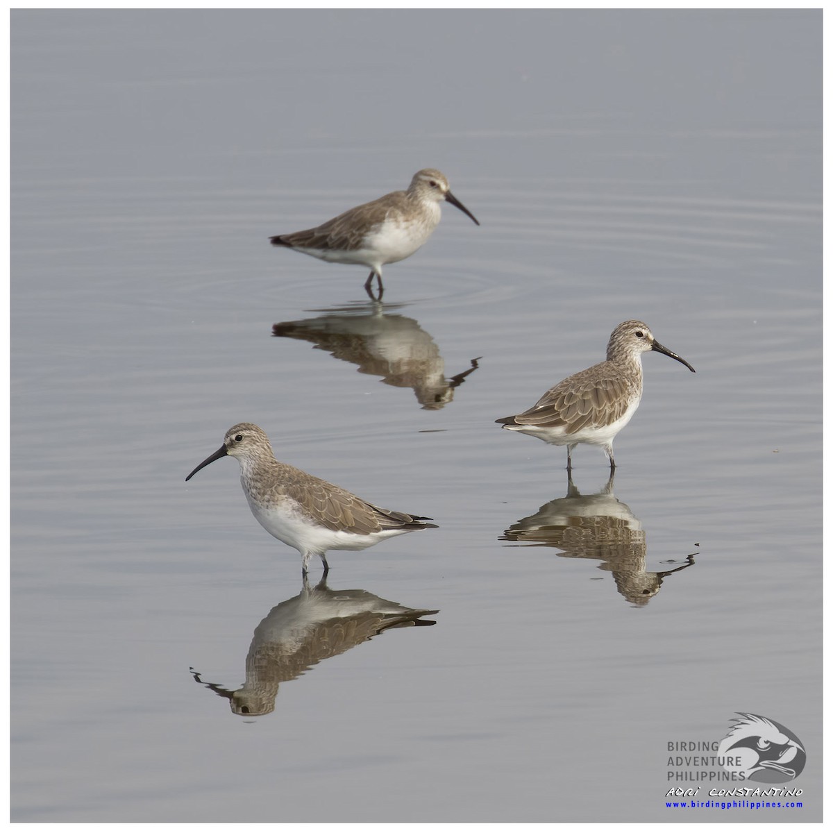 Curlew Sandpiper - ML620204573