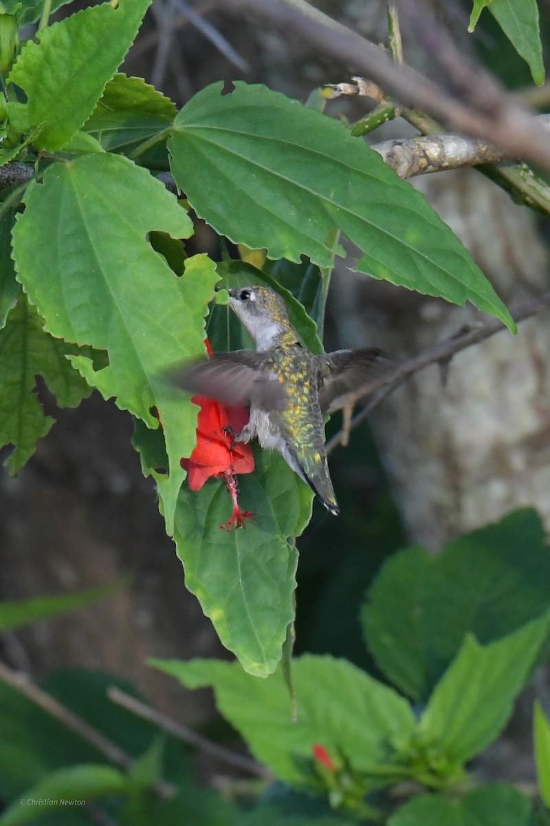 Ruby-throated Hummingbird - ML620204582