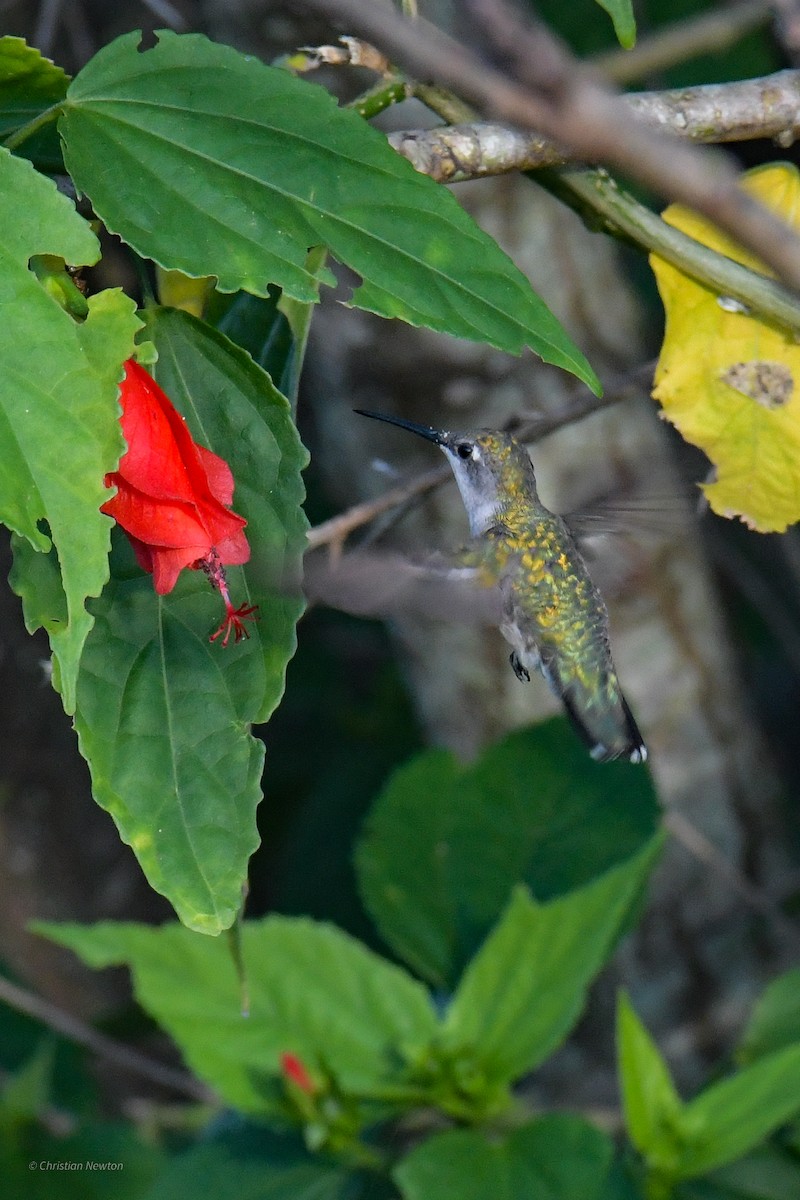 Ruby-throated Hummingbird - ML620204583