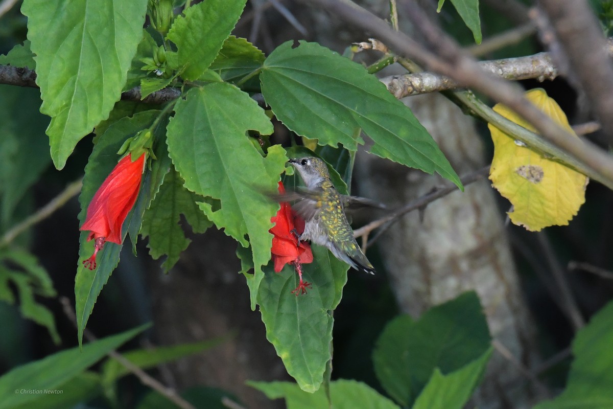 Ruby-throated Hummingbird - ML620204585
