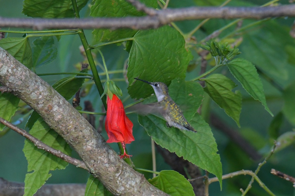 Colibri à gorge rubis - ML620204586