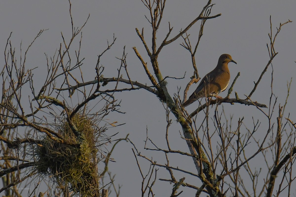 White-winged Dove - ML620204587