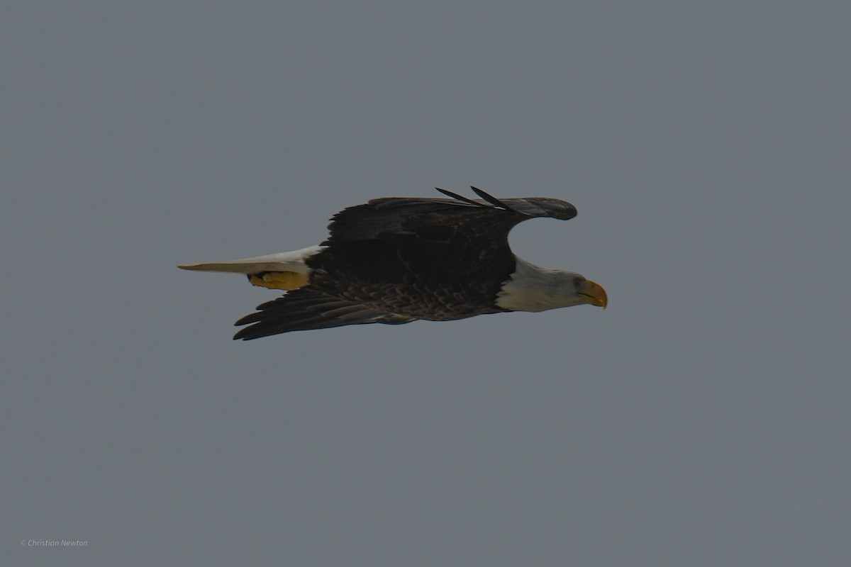 Bald Eagle - ML620204592