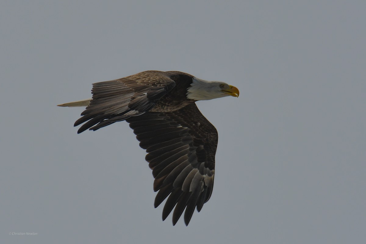 Weißkopf-Seeadler - ML620204593